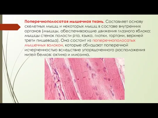 Поперечнополосатая мышечная ткань. Составляет основу скелетных мышц и некоторых мышц в составе