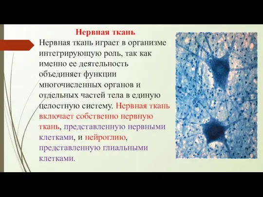 Нервная ткань Нервная ткань играет в организме интегрирующую роль, так как именно