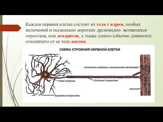 Каждая нервная клетка состоит из тела с ядром, особых включений и нескольких