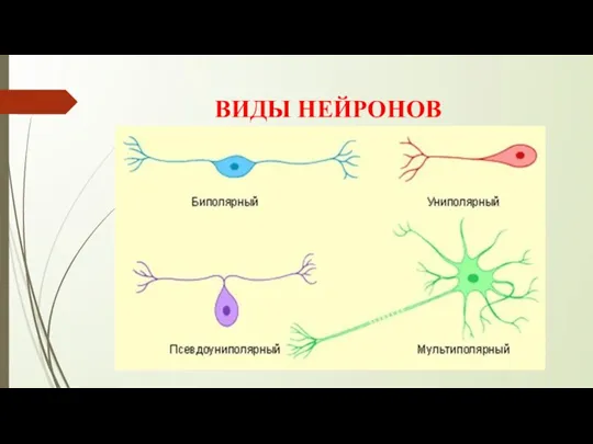 ВИДЫ НЕЙРОНОВ