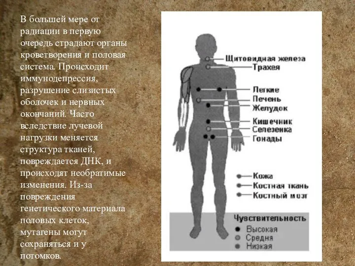 В большей мере от радиации в первую очередь страдают органы кроветворения и