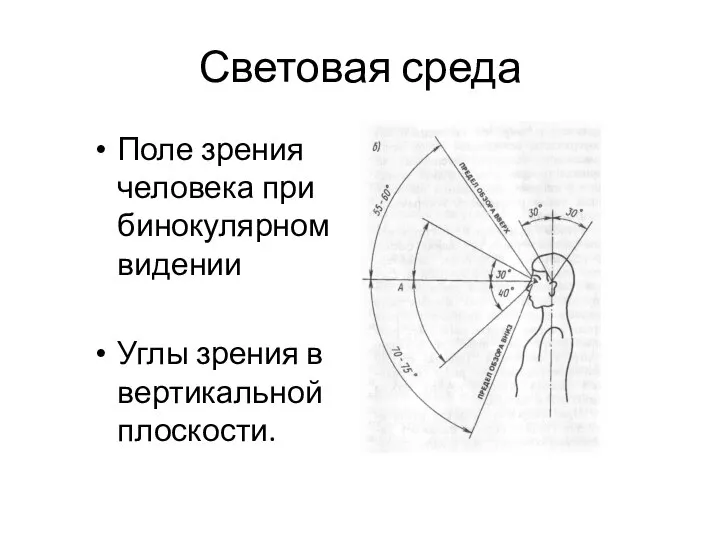 Световая среда Поле зрения человека при бинокулярном видении Углы зрения в вертикальной плоскости.