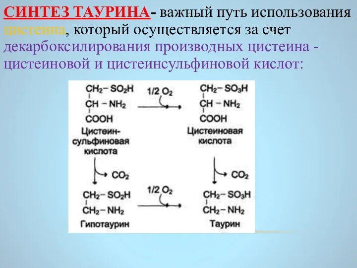 СИНТЕЗ ТАУРИНА- важный путь использования цистеина, который осуществляется за счет декарбоксилирования производных