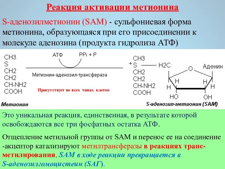 S-аденозилметионин (SAM) - сульфониевая форма метионина, образующаяся при его присоединении к молекуле