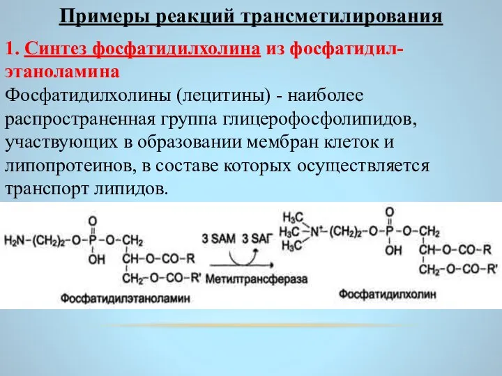 1. Синтез фосфатидилхолина из фосфатидил-этаноламина Фосфатидилхолины (лецитины) - наиболее распространенная группа глицерофосфолипидов,