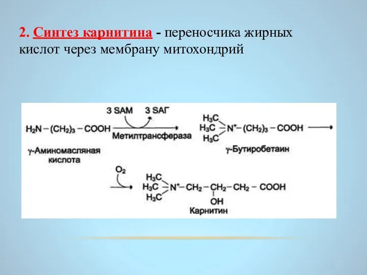 2. Синтез карнитина - переносчика жирных кислот через мембрану митохондрий