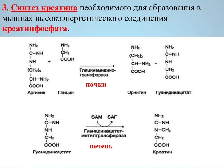 3. Синтез креатина необходимого для образования в мышцах высокоэнергетического соединения - креатинфосфата.