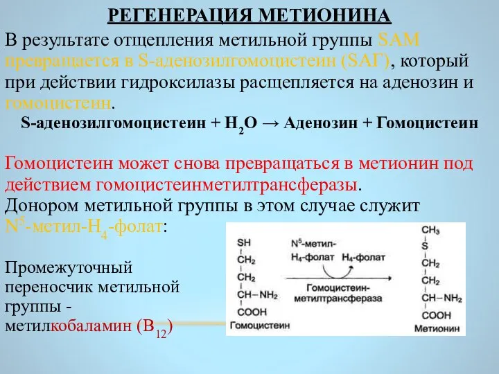 РЕГЕНЕРАЦИЯ МЕТИОНИНА В результате отщепления метильной группы SAM превращается в S-аденозилгомоцистеин (SAГ),