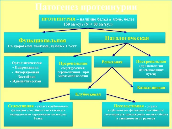 Патогенез протеинурии ПРОТЕИНУРИЯ – наличие белка в моче, более 150 мг/сут (N