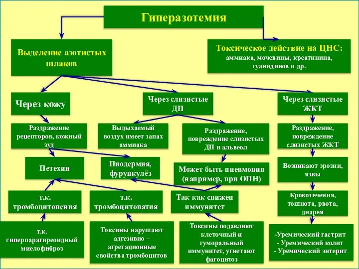 Выделение азотистых шлаков Токсическое действие на ЦНС: аммиака, мочевины, креатинина, гуанидинов и