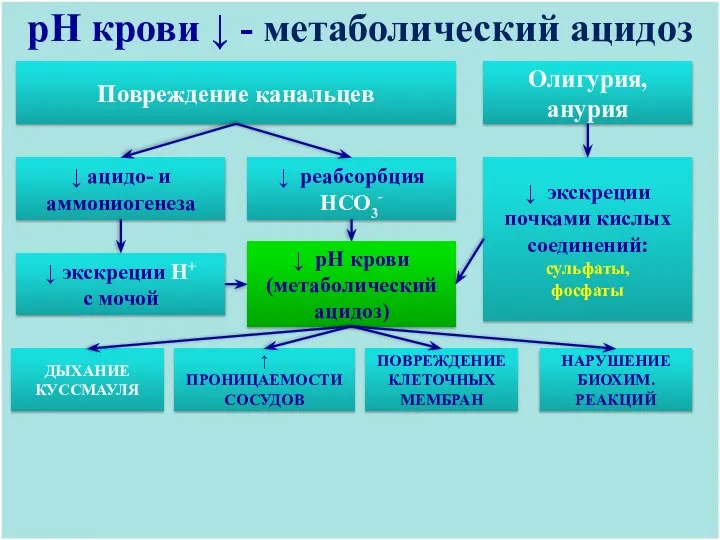 pH крови ↓ - метаболический ацидоз Повреждение канальцев Олигурия, анурия ↓ реабсорбция