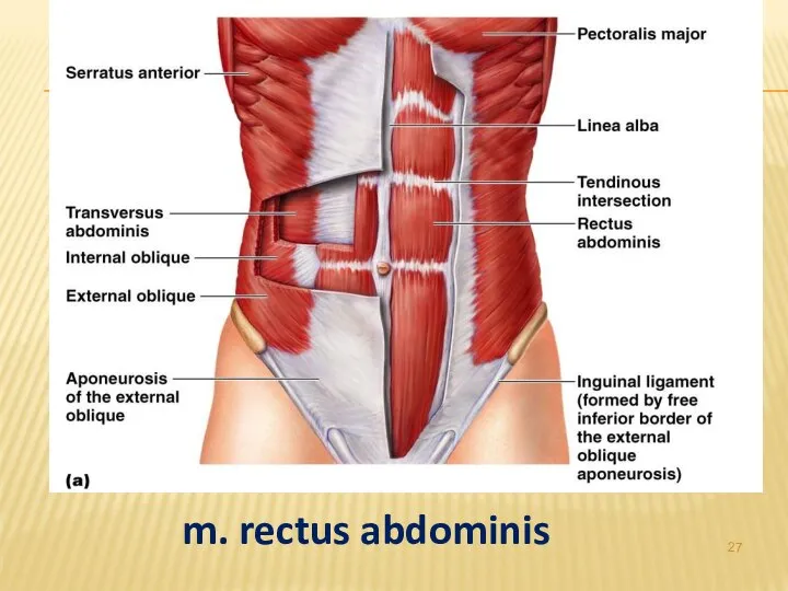 m. rectus abdominis