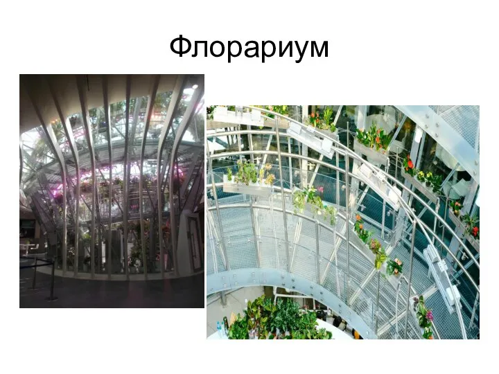 Флорариум