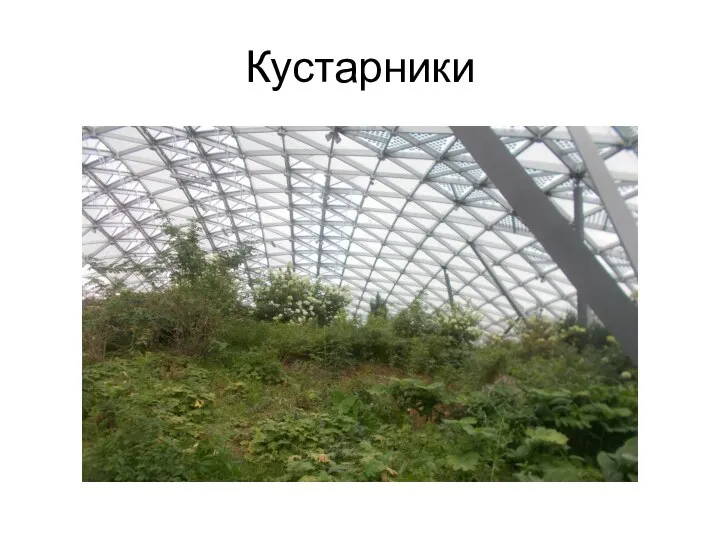 Кустарники