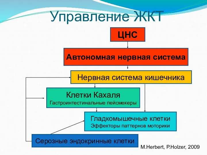 Управление ЖКТ M.Herbert, P.Holzer, 2009 ЦНС Автономная нервная система Нервная система кишечника