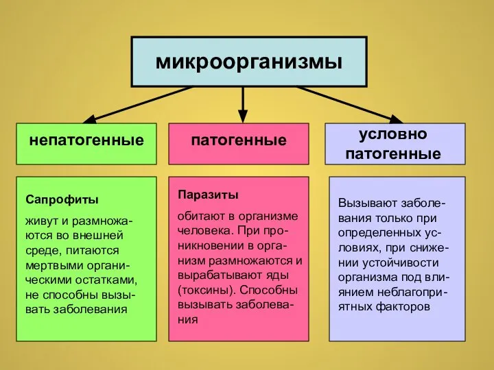 Сапрофиты живут и размножа-ются во внешней среде, питаются мертвыми органи-ческими остатками, не