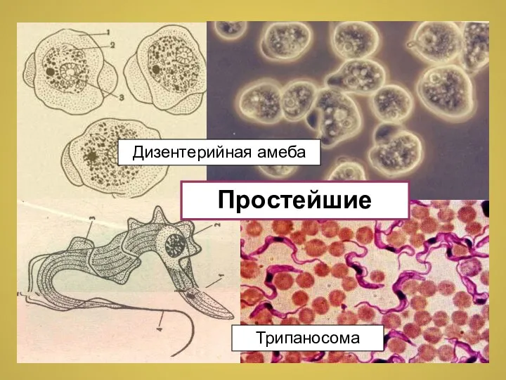 Дизентерийная амеба Трипаносома Простейшие