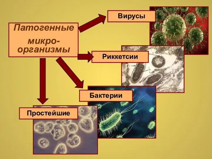 Патогенные микро-организмы Вирусы Риккетсии Бактерии Простейшие