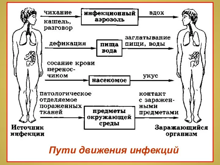 Пути движения инфекций