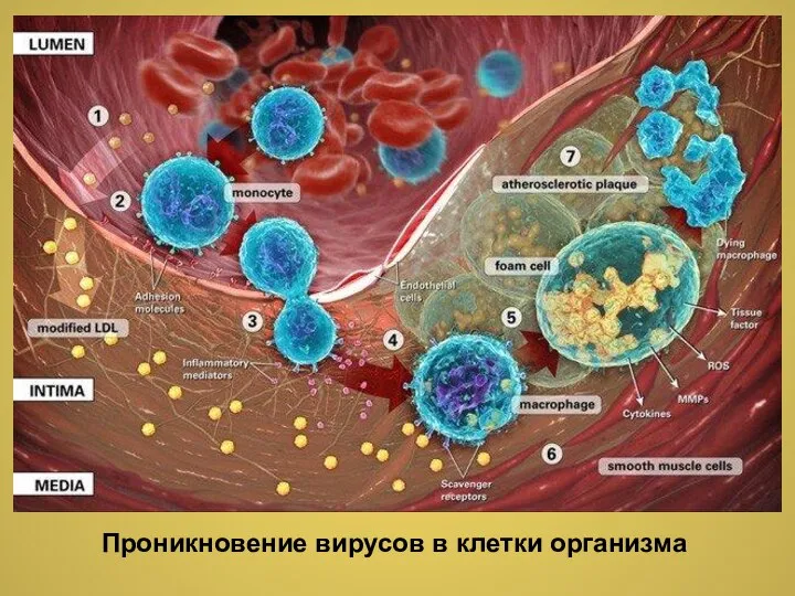 Проникновение вирусов в клетки организма