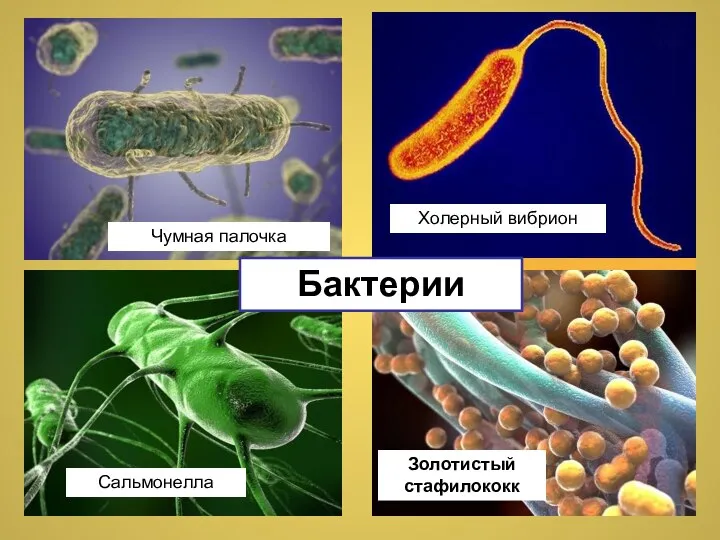 Чумная палочка Сальмонелла Золотистый стафилококк Холерный вибрион Бактерии