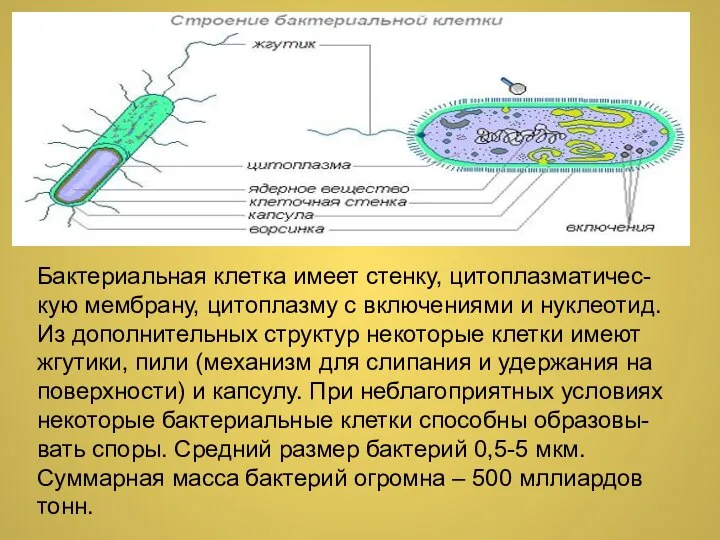 Бактериальная клетка имеет стенку, цитоплазматичес-кую мембрану, цитоплазму с включениями и нуклеотид. Из