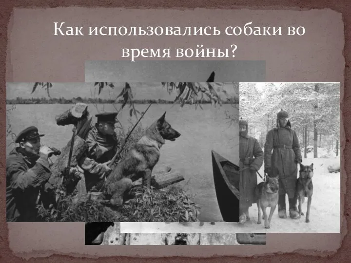 Как использовались собаки во время войны?