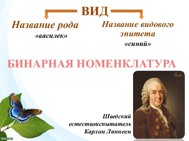 ВИД БИНАРНАЯ НОМЕНКЛАТУРА Название рода «василек» Шведский естествоиспытатель Карлом Линнеем Название видового эпитета «синий»