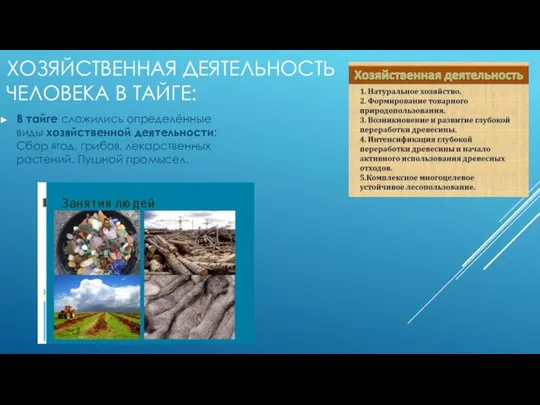 ХОЗЯЙСТВЕННАЯ ДЕЯТЕЛЬНОСТЬ ЧЕЛОВЕКА В ТАЙГЕ: В тайге сложились определённые виды хозяйственной деятельности: