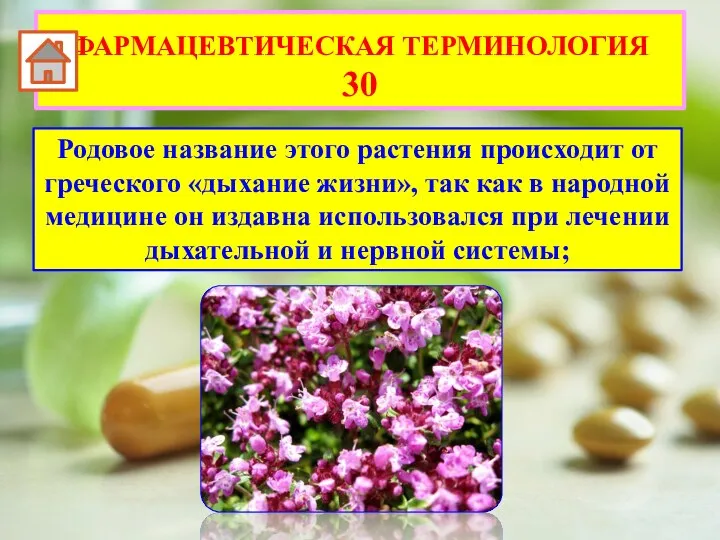 Родовое название этого растения происходит от греческого «дыхание жизни», так как в