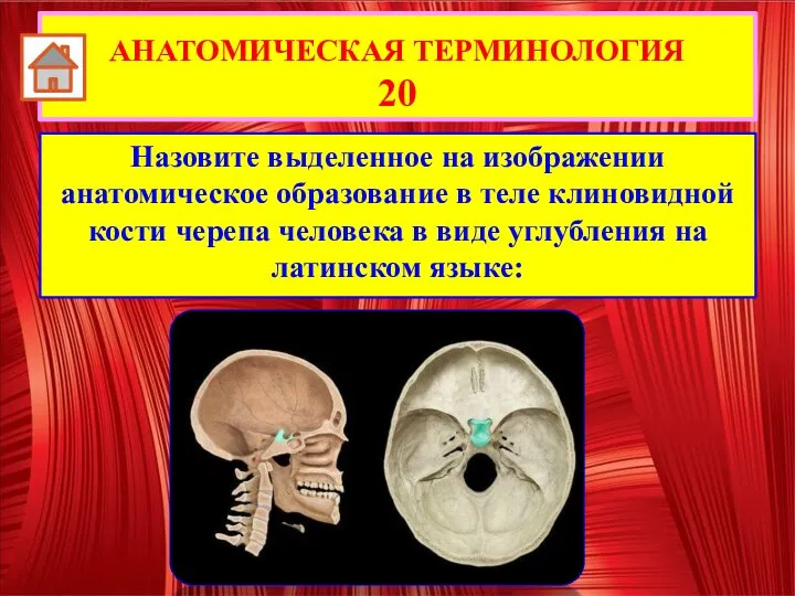 Назовите выделенное на изображении анатомическое образование в теле клиновидной кости черепа человека