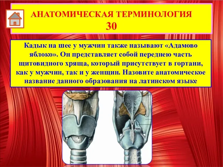 Кадык на шее у мужчин также называют «Адамово яблоко». Он представляет собой