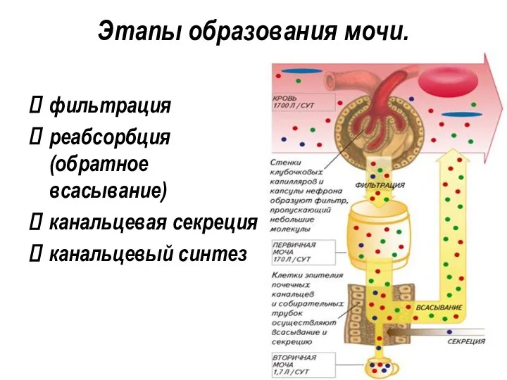 Этапы образования мочи. фильтрация реабсорбция (обратное всасывание) канальцевая секреция канальцевый синтез