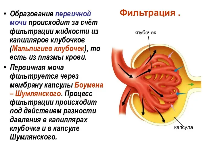 Фильтрация . Образование первичной мочи происходит за счёт фильтрации жидкости из капилляров