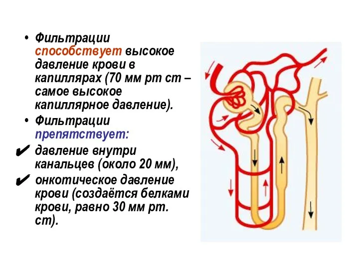 Фильтрации способствует высокое давление крови в капиллярах (70 мм рт ст –