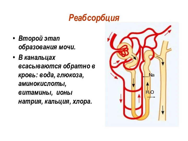 Реабсорбция Второй этап образования мочи. В канальцах всасываются обратно в кровь: вода,