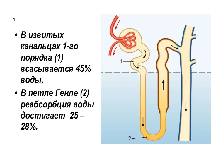 1 В извитых канальцах 1-го порядка (1) всасывается 45% воды, В петле