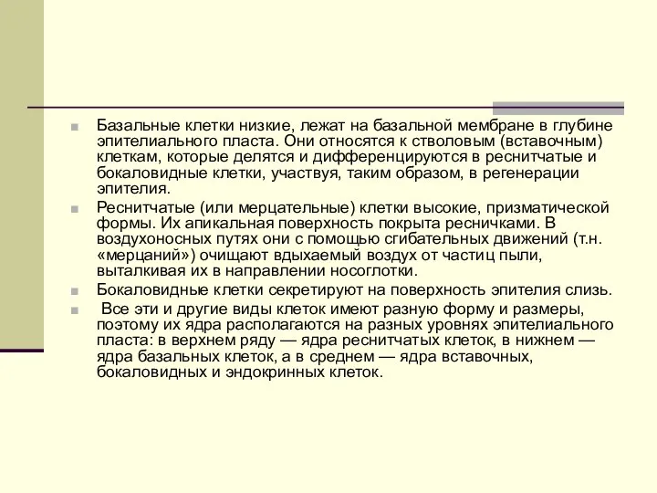 Базальные клетки низкие, лежат на базальной мембране в глубине эпителиального пласта. Они