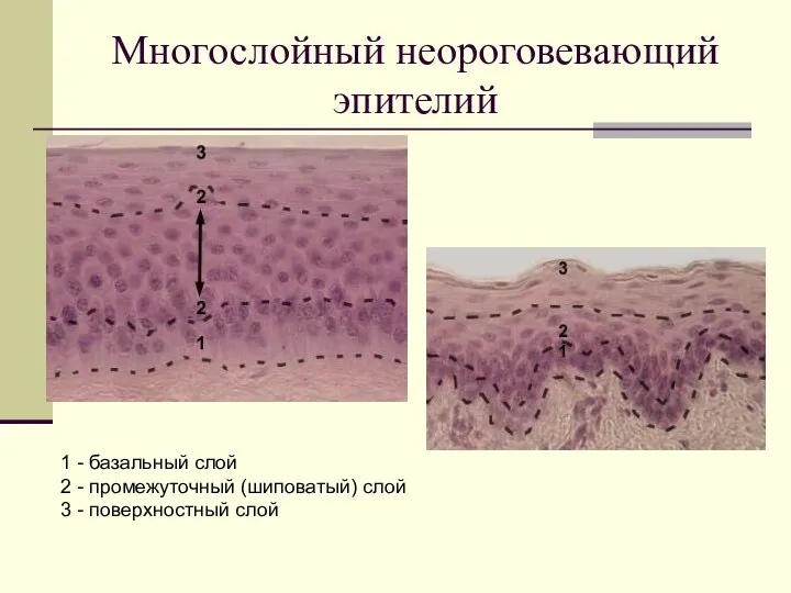 Многослойный неороговевающий эпителий 1 - базальный слой 2 - промежуточный (шиповатый) слой 3 - поверхностный слой