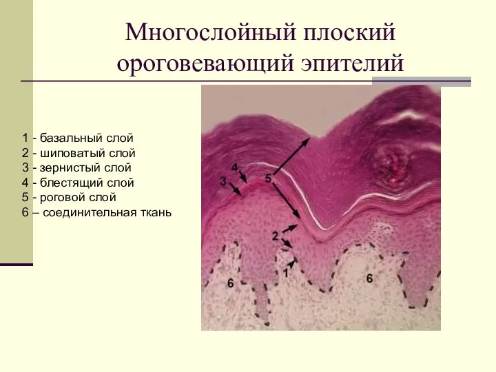 Многослойный плоский ороговевающий эпителий 1 - базальный слой 2 - шиповатый слой