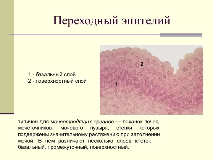 Переходный эпителий 1 - базальный слой 2 - поверхностный слой 1 2