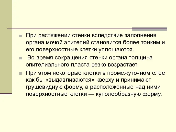 При растяжении стенки вследствие заполнения органа мочой эпителий становится более тонким и