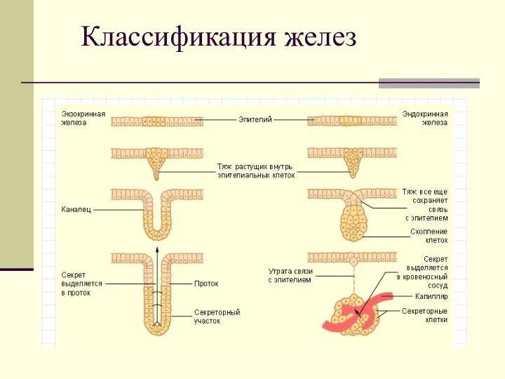 Классификация желез