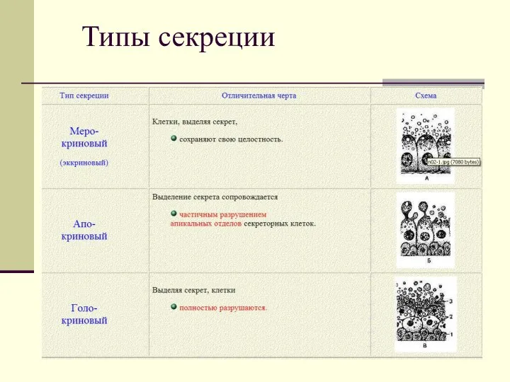 Типы секреции