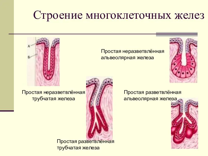 Строение многоклеточных желез Простая неразветвлённая трубчатая железа Простая разветвлённая трубчатая железа Простая
