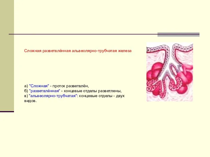 Сложная разветвлённая альвеолярно-трубчатая железа а) "Сложная" - проток разветвлён, б) "разветвлённая" -