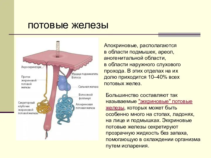 потовые железы Апокриновые, располагаются в области подмышек, ареол, аногенитальной области, в области