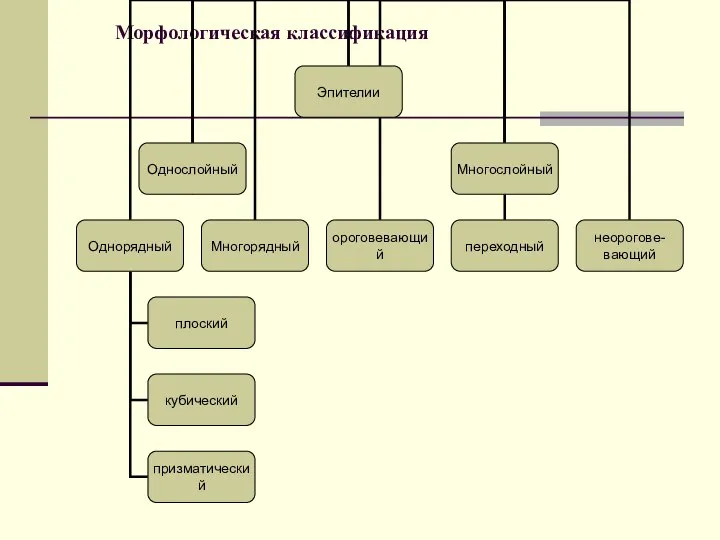 Морфологическая классификация