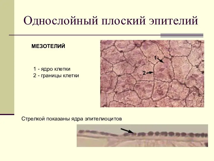 Однослойный плоский эпителий МЕЗОТЕЛИЙ 1 - ядро клетки 2 - границы клетки Стрелкой показаны ядра эпителиоцитов