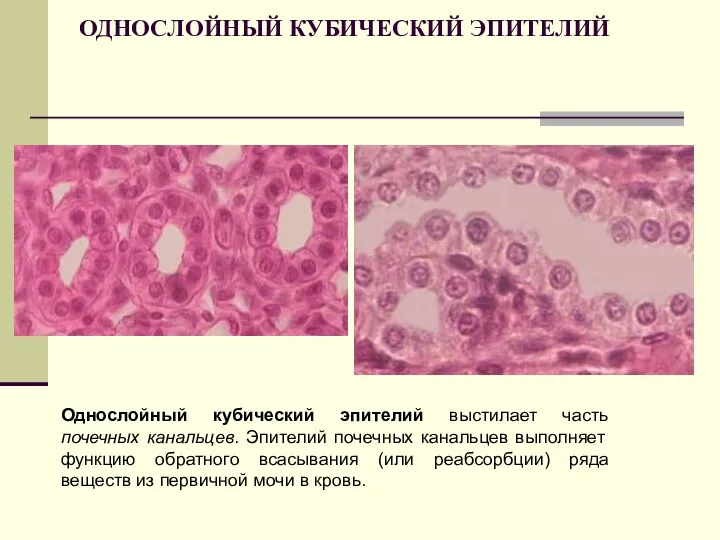 ОДНОСЛОЙНЫЙ КУБИЧЕСКИЙ ЭПИТЕЛИЙ Однослойный кубический эпителий выстилает часть почечных канальцев. Эпителий почечных